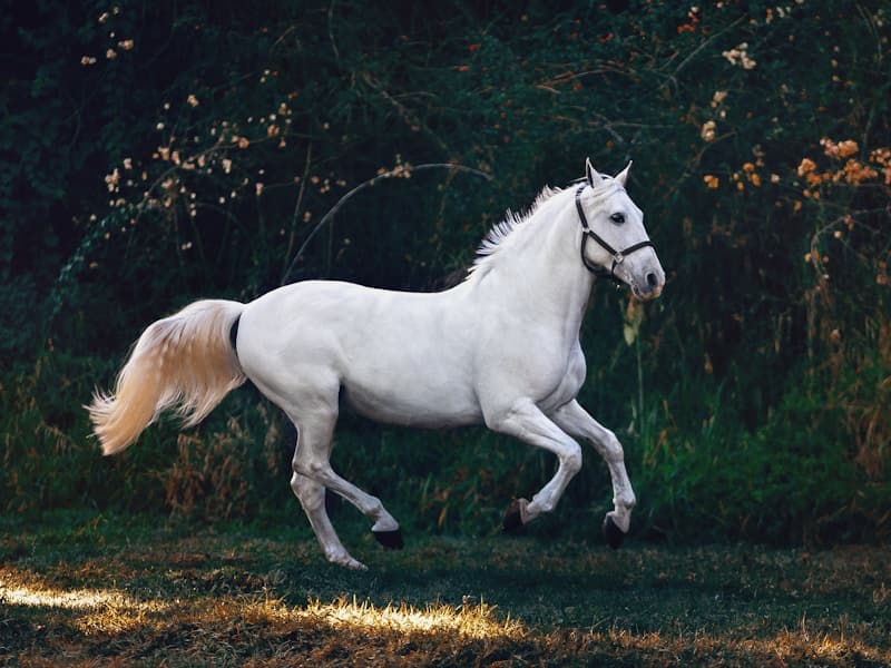 Global Horse